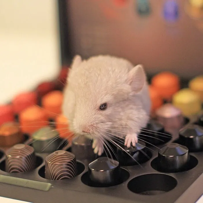 Baby Chinchilla