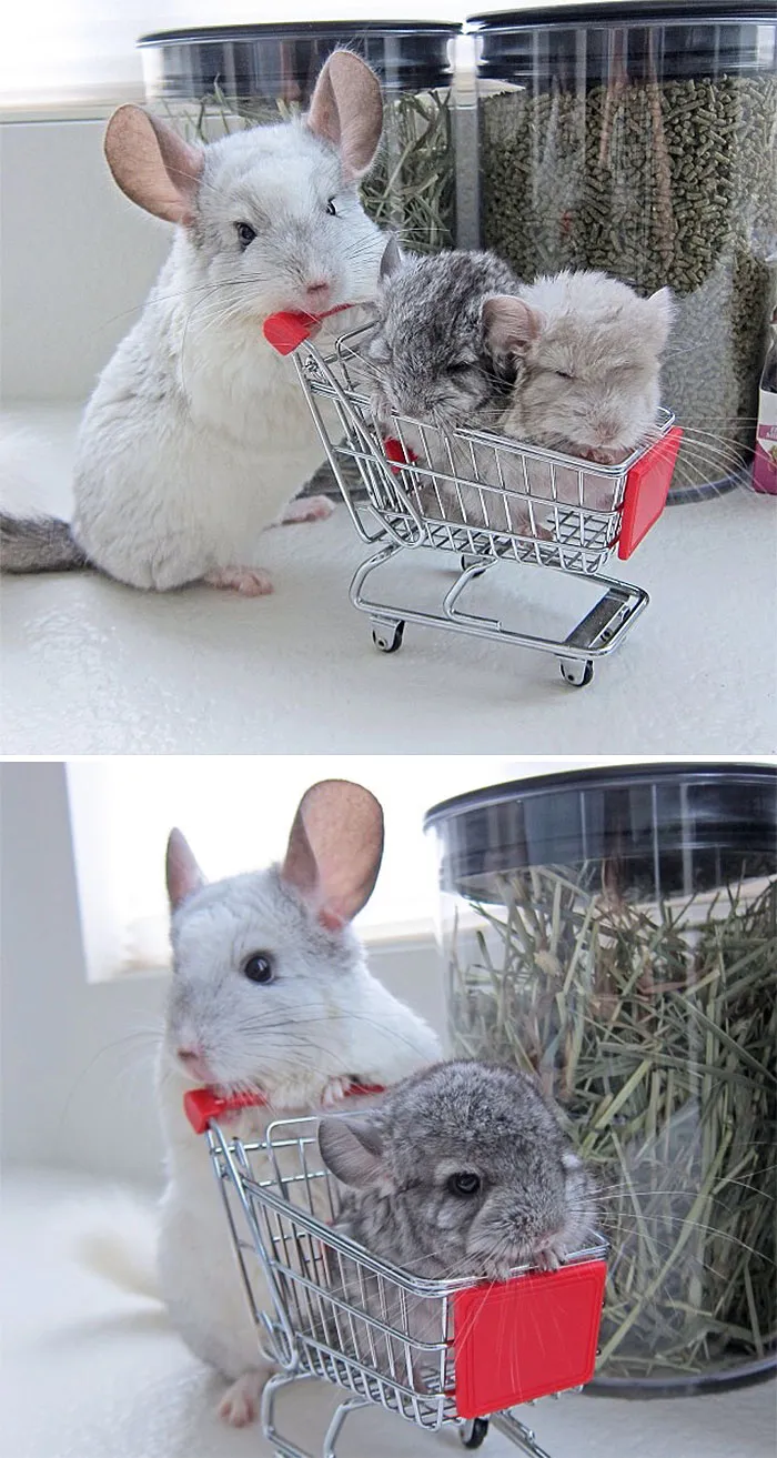 Baby Chinchillas