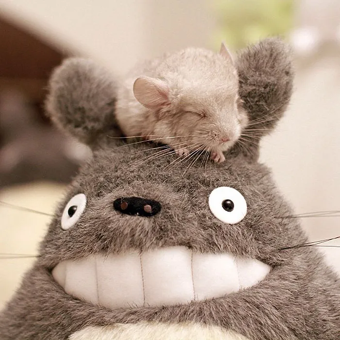 Baby Chinchilla