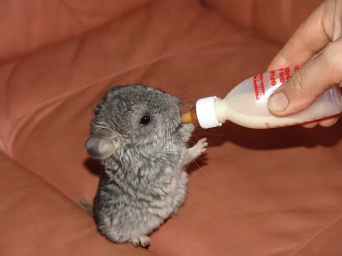 Baby Chinchilla