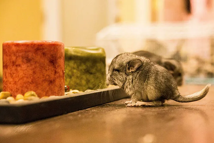 Baby Chinchilla