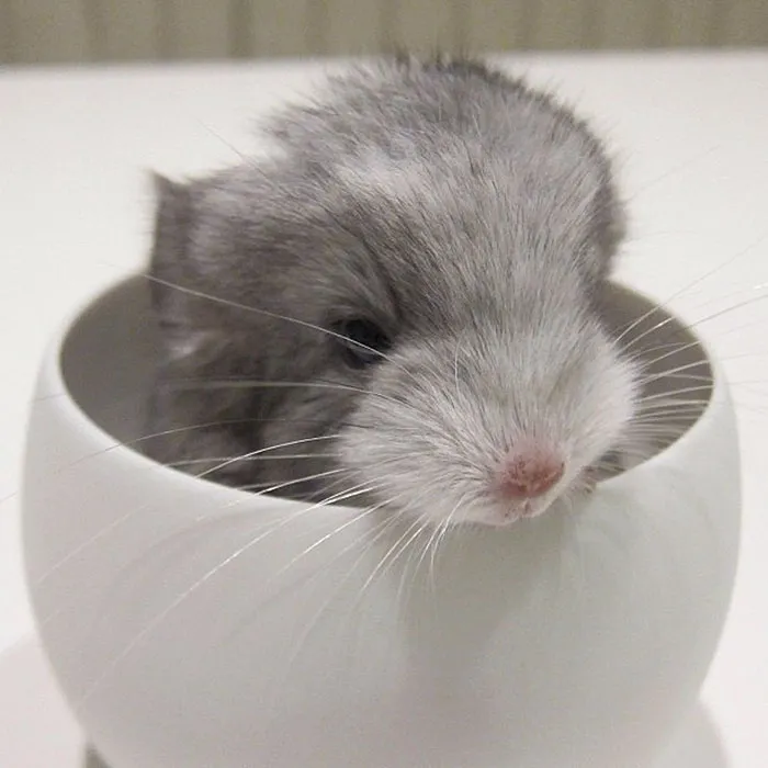 Baby Chinchilla