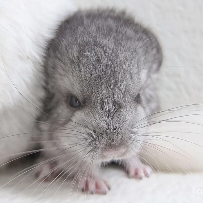 Baby Chinchilla