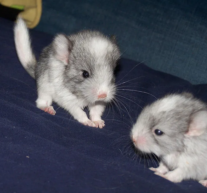 Baby Chinchillas