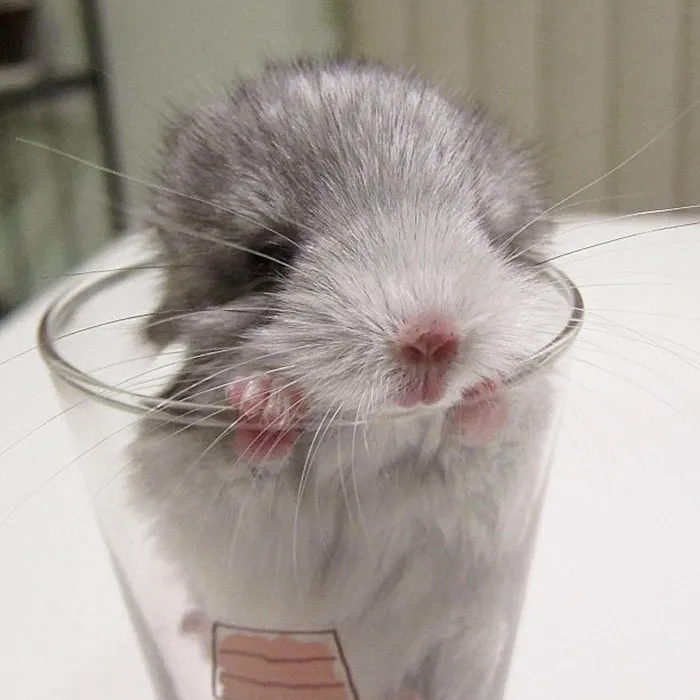 Baby Chinchilla