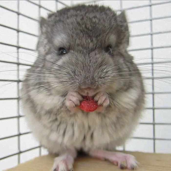 Baby Chinchilla