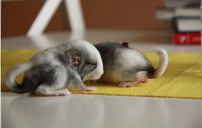Baby Chinchilla