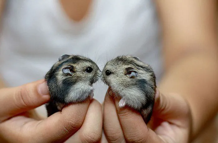 Baby Chinchilla