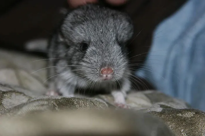 Baby Chinchilla