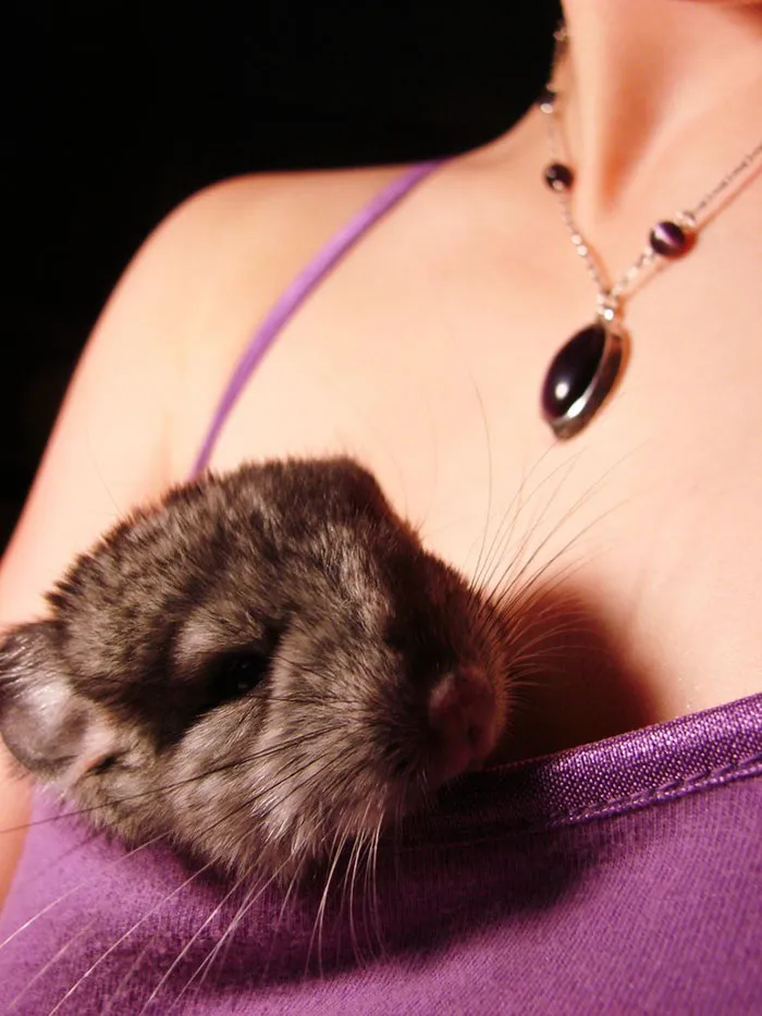 Baby Chinchilla
