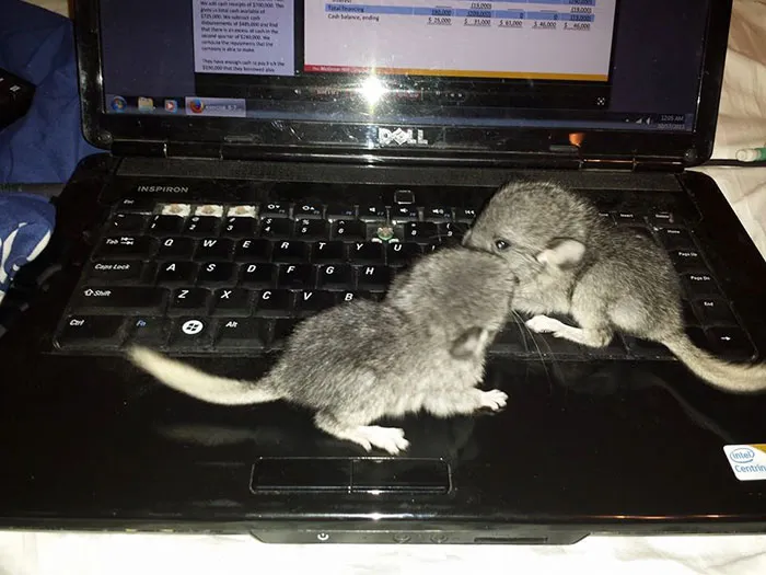 Baby Chinchilla