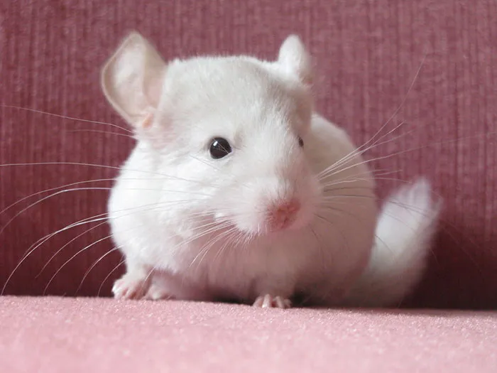Baby Chinchilla
