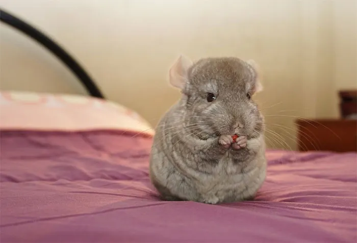 Baby Chinchilla