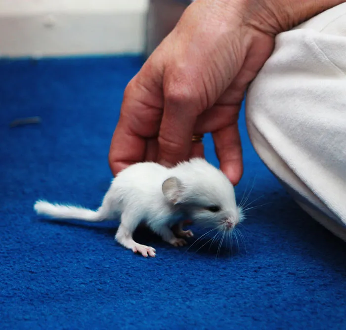 Baby Chinchilla