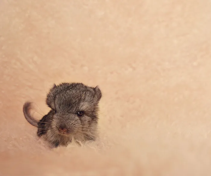 Baby Chinchilla
