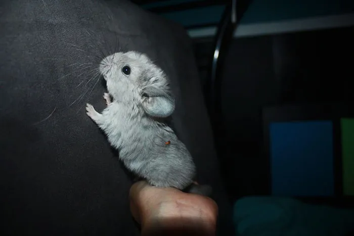 Baby Chinchilla