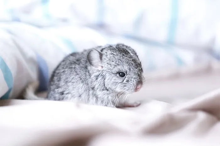 Baby Chinchilla