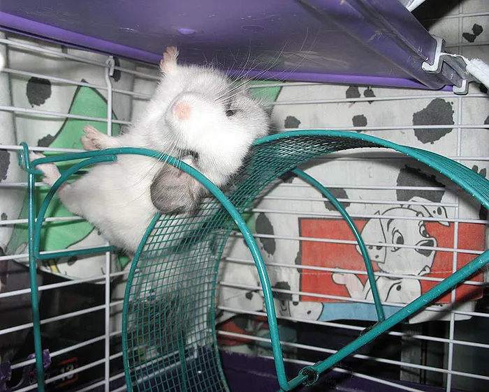 Baby Chinchilla