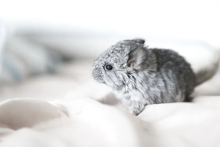 Baby Chinchilla