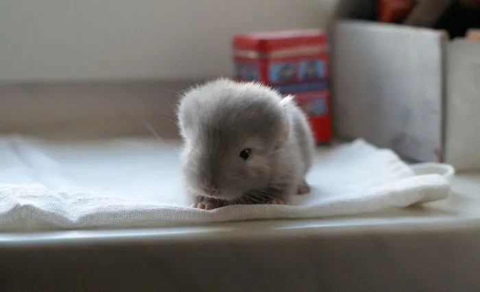 Baby Chinchilla