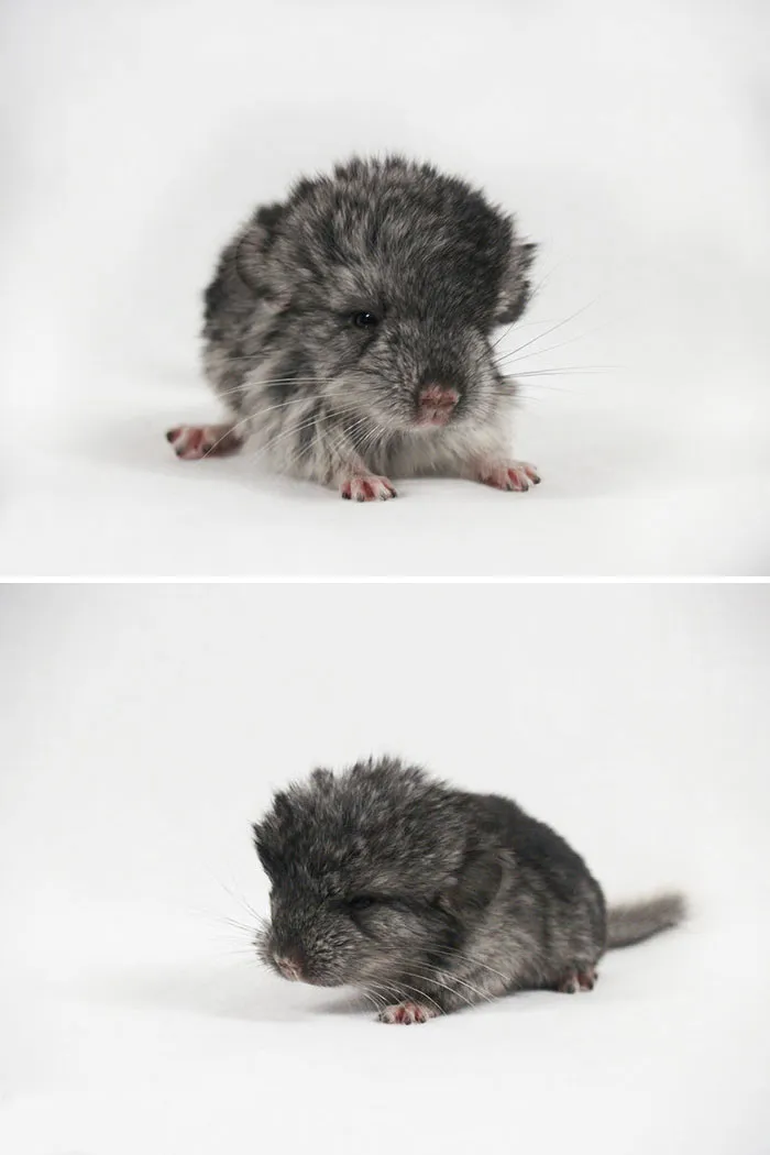 Baby Chinchilla