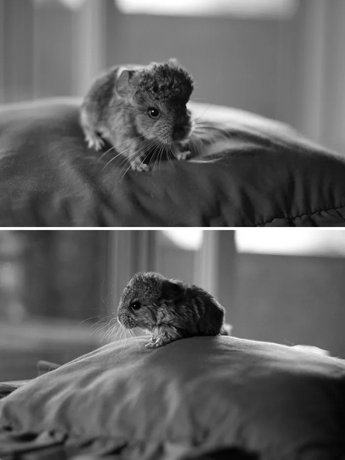 Baby Chinchilla