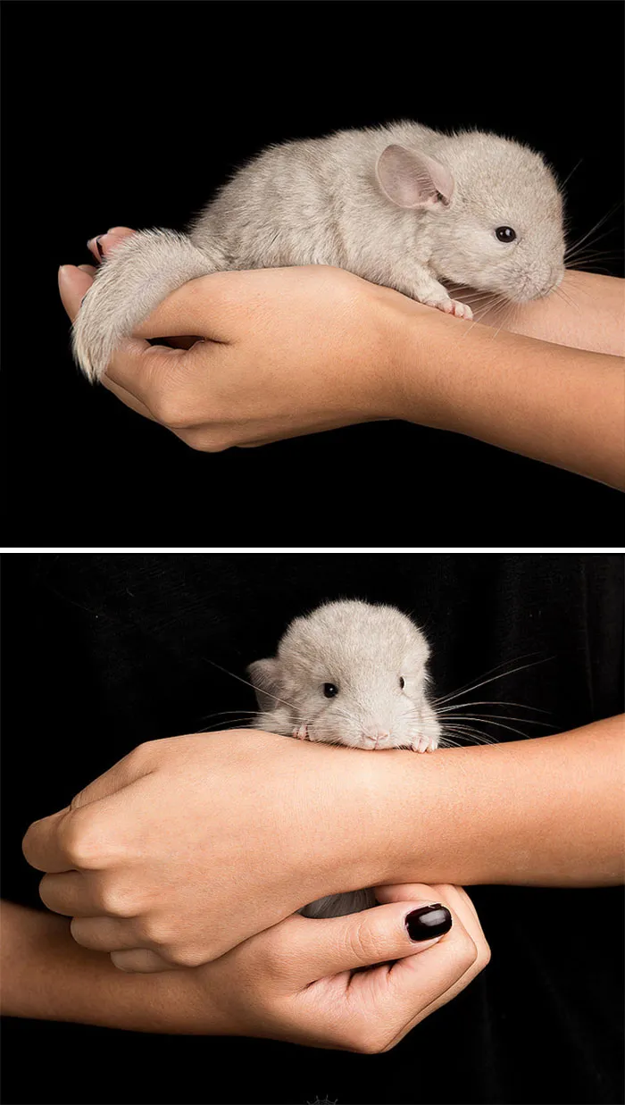 Baby Chinchilla