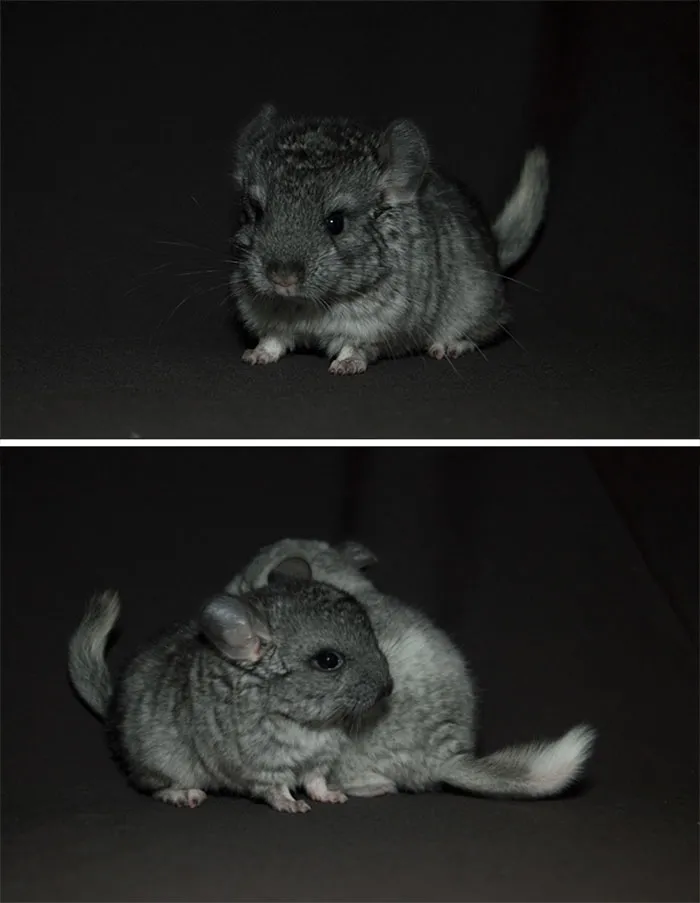 Baby Chinchilla
