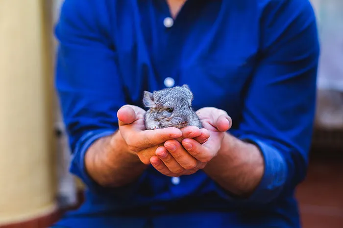 Baby Chinchilla