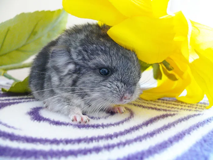 Baby Chinchilla