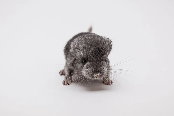 Baby Chinchilla