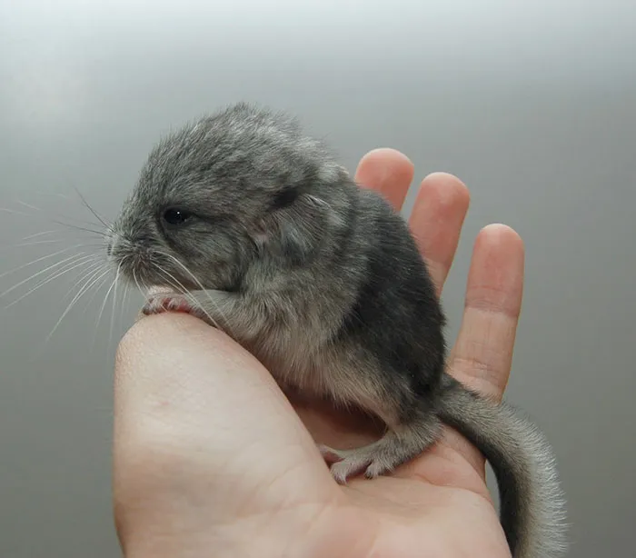 Baby Chinchilla