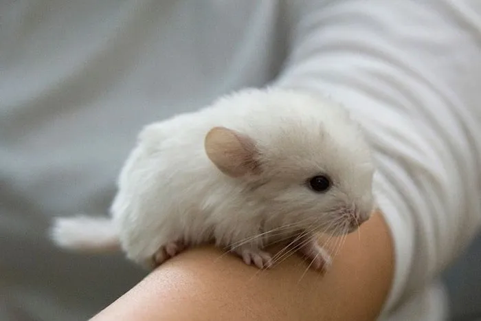Baby Chinchilla