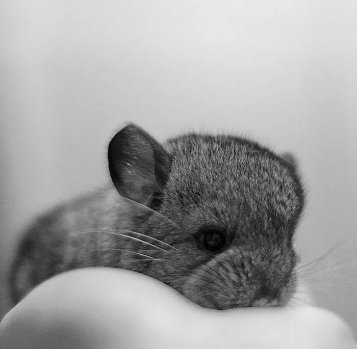 Baby Chinchilla