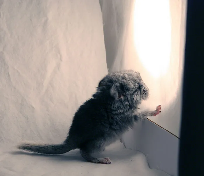 Baby Chinchilla