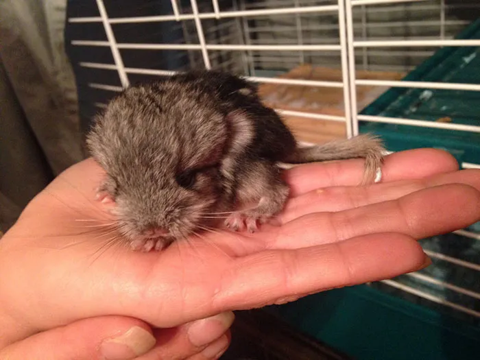 Baby Chinchilla