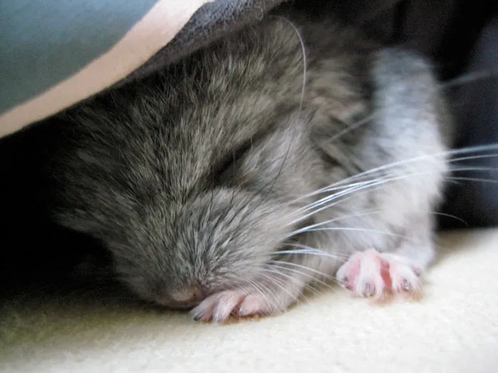 Baby Chinchilla