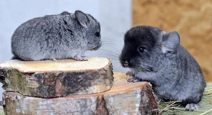 Baby Chinchillas