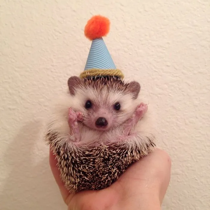 This Hedgehog Day, Treat Yourself With 47 Pictures Of Hedgehogs With Hats