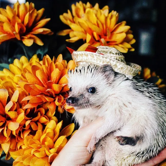 This Hedgehog Day, Treat Yourself With 47 Pictures Of Hedgehogs With Hats
