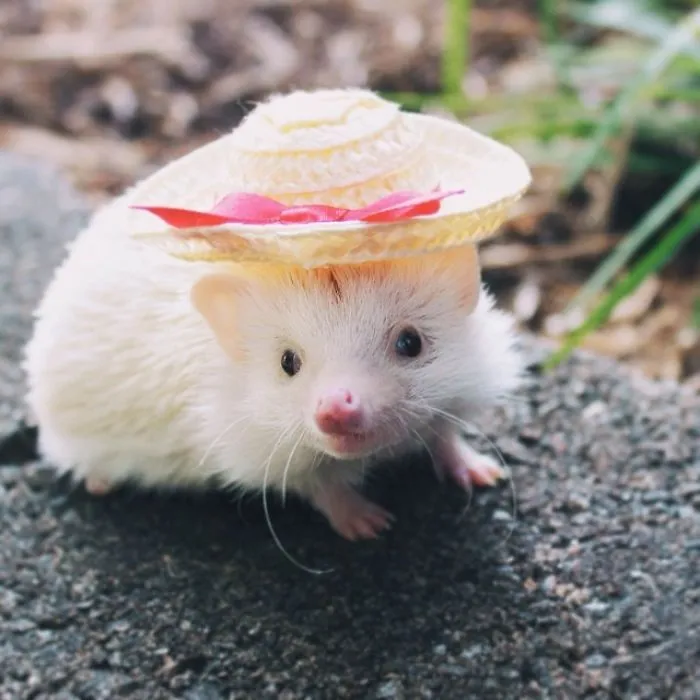 This Hedgehog Day, Treat Yourself With 47 Pictures Of Hedgehogs With Hats
