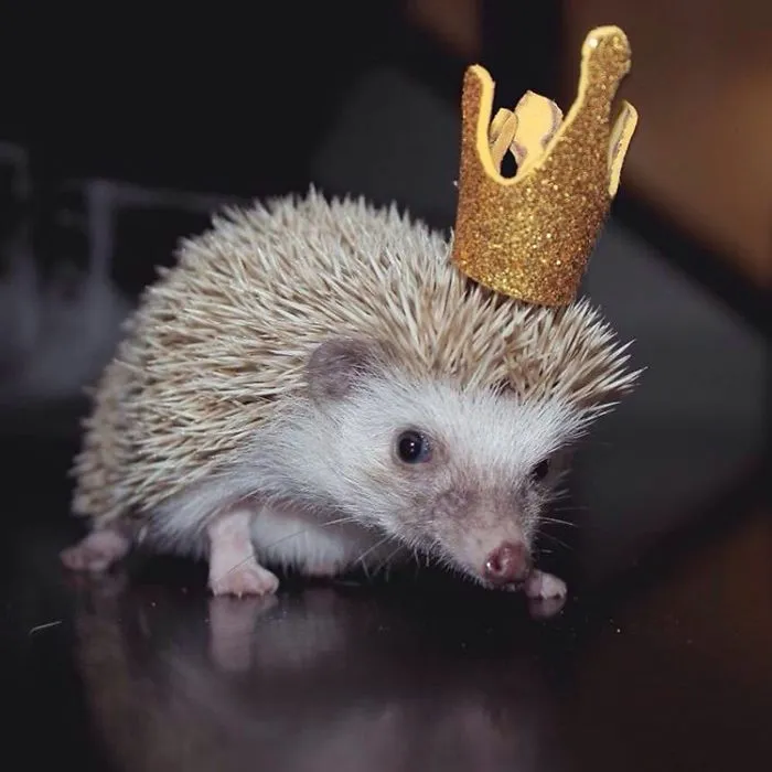 This Hedgehog Day, Treat Yourself With 47 Pictures Of Hedgehogs With Hats
