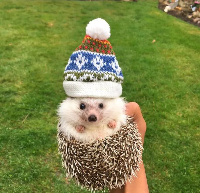 This Hedgehog Day, Treat Yourself With 47 Pictures Of Hedgehogs With Hats