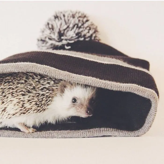 This Hedgehog Day, Treat Yourself With 47 Pictures Of Hedgehogs With Hats