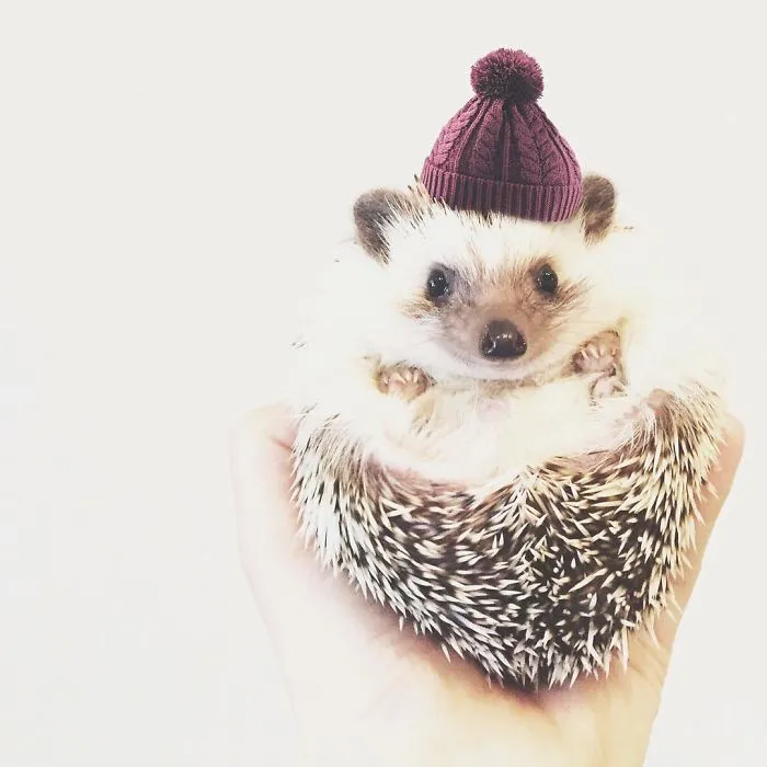 This Hedgehog Day, Treat Yourself With 47 Pictures Of Hedgehogs With Hats