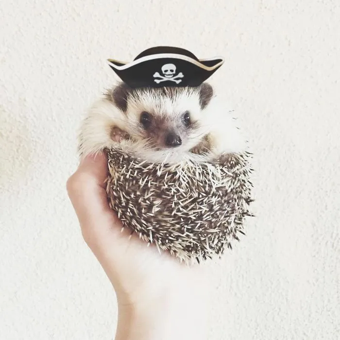 This Hedgehog Day, Treat Yourself With 47 Pictures Of Hedgehogs With Hats