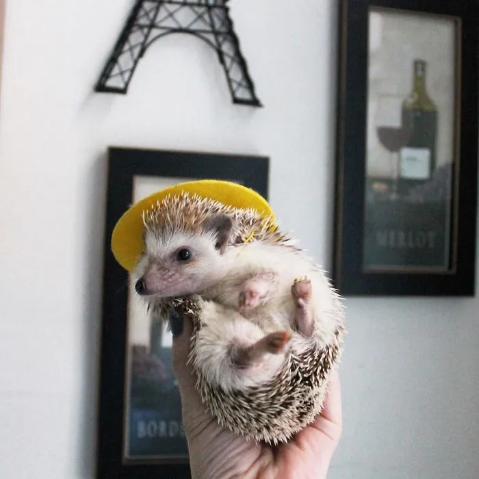 This Hedgehog Day, Treat Yourself With 47 Pictures Of Hedgehogs With Hats