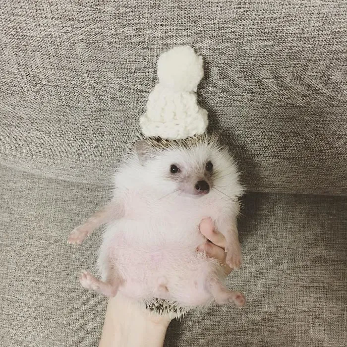 This Hedgehog Day, Treat Yourself With 47 Pictures Of Hedgehogs With Hats