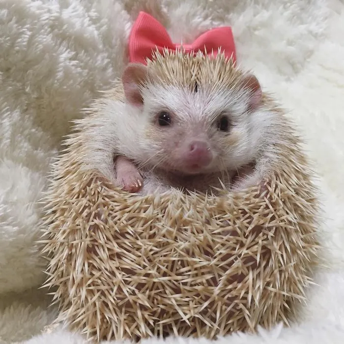 This Hedgehog Day, Treat Yourself With 47 Pictures Of Hedgehogs With Hats