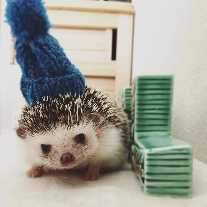 This Hedgehog Day, Treat Yourself With 47 Pictures Of Hedgehogs With Hats